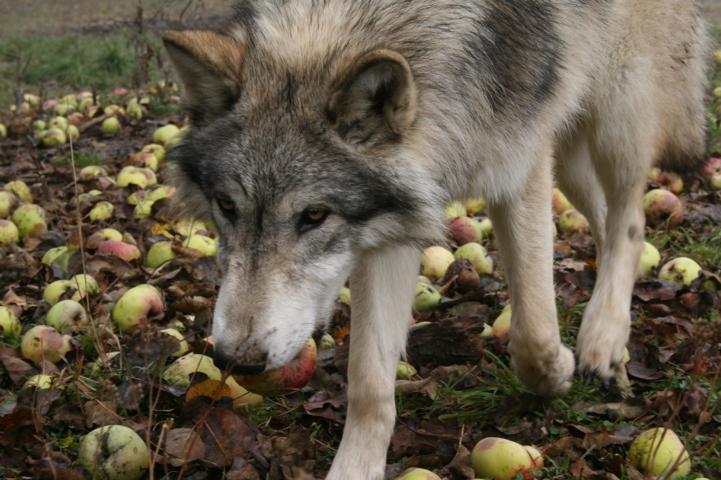 Leben sogar Wölfe manchmal vegan?