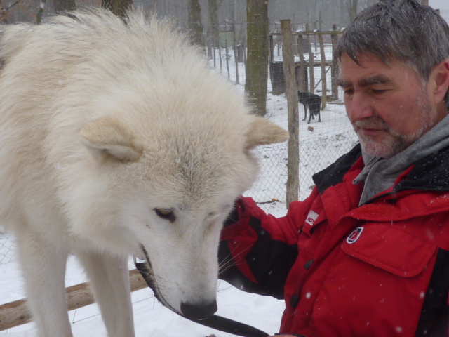 Kurt Kotrschal: Wolf Hund Mensch