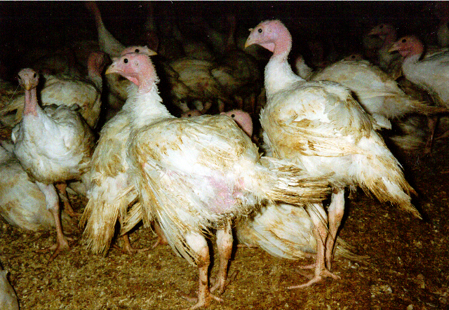 Geflügelindustrielobby-Propaganda, um Intensivierung von Tierfabriken zu erreichen