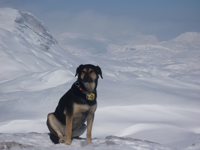 Winterliche Berge und Tiefschnee – für den Hund zu stressig?
