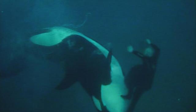 Blackfish – ein Film über Orkas in Gefangenschaft