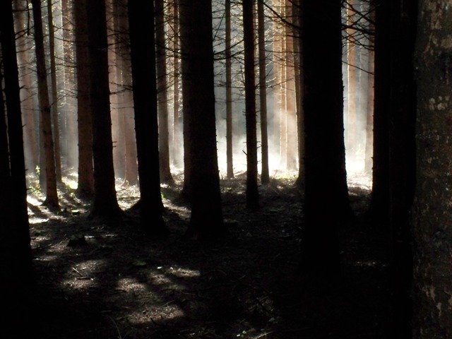 Tatort Wald