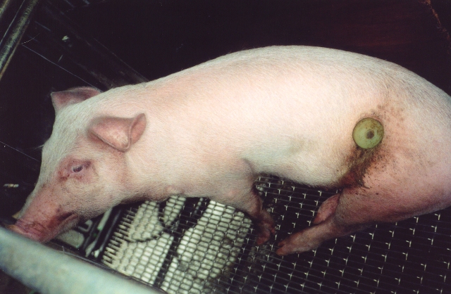 Tierversuche in Österreich 2014 zur Profitsteigerung in Tierfabriken