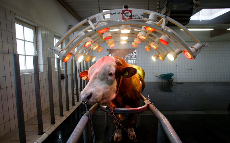 Sackgasse Industrialisierung: wie der Bauernhof zur Tierfabrik wurde