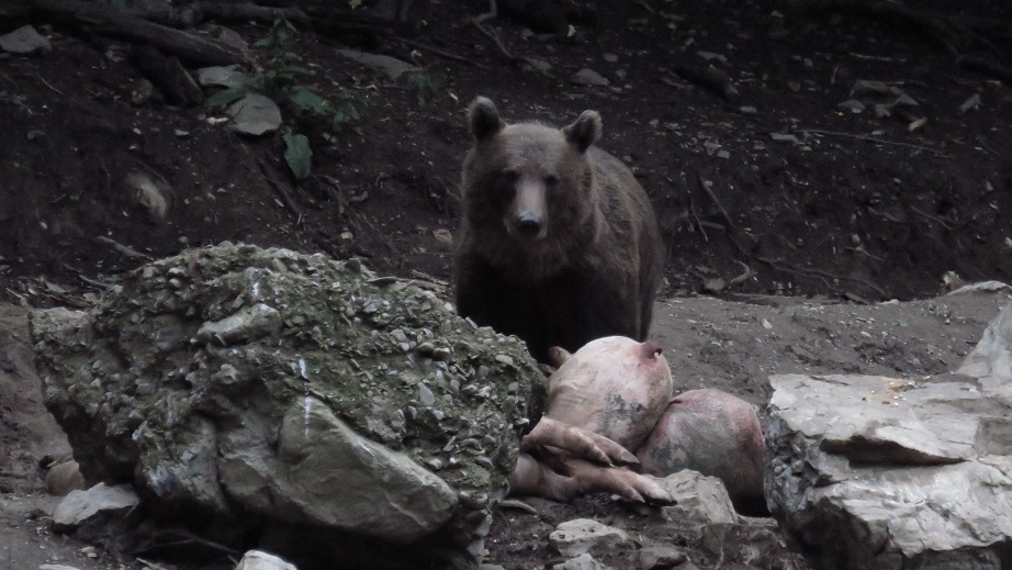 So sieht die Bärenjagd in Rumänien aus!