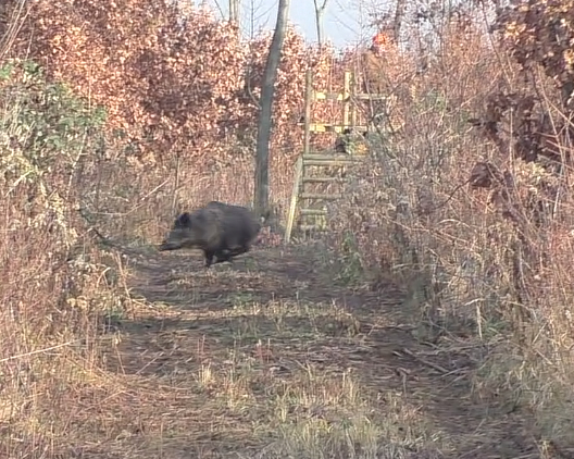 Bildschirmfoto vom 2015-11-30 22:28:22 Laufendes Wildschwein klein
