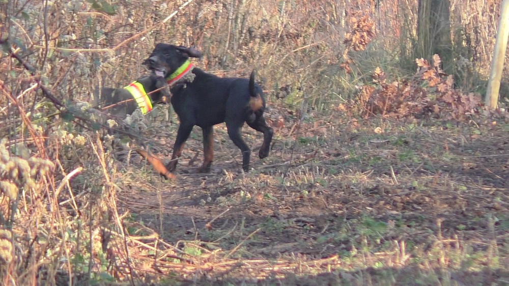 Bildschirmfoto vom 2015-11-30 23:31:04 Hunde klein
