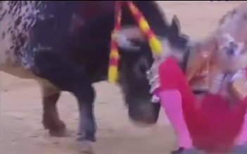 Wenn ein Stier einen Torero tötet