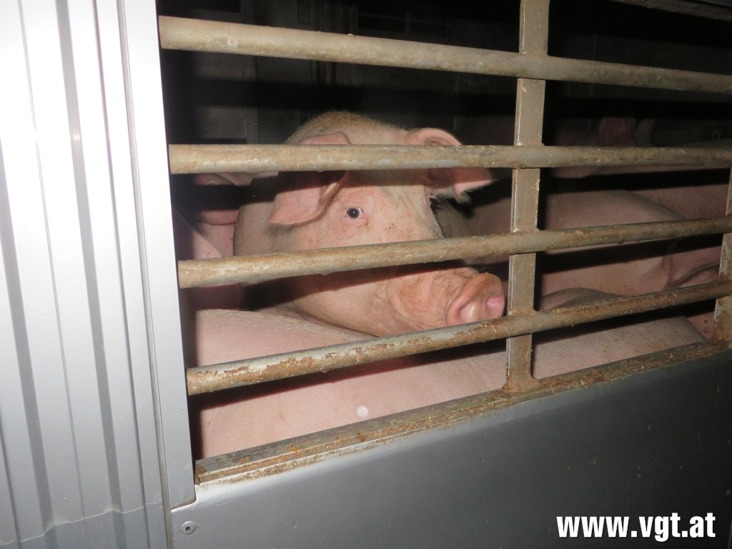Gesetzesbruch der Regierung im Tierschutz Teil 2: Deutsches Schwein als Vorarlberger Fleisch