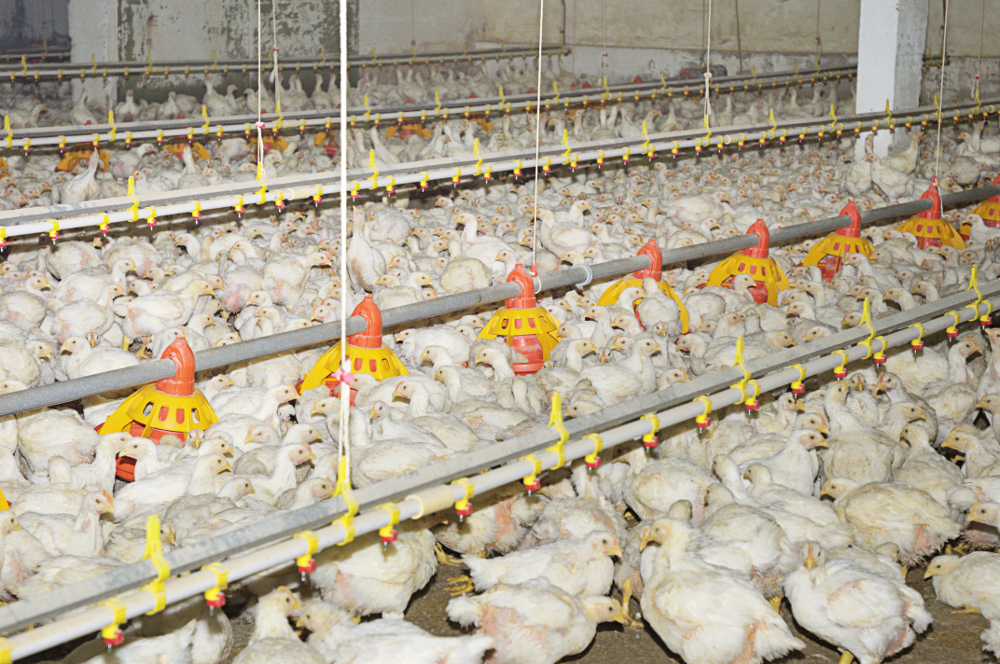 New Scientist: Antibiotika Resistenzen wegen Tierfabriken am „Tipping Point“