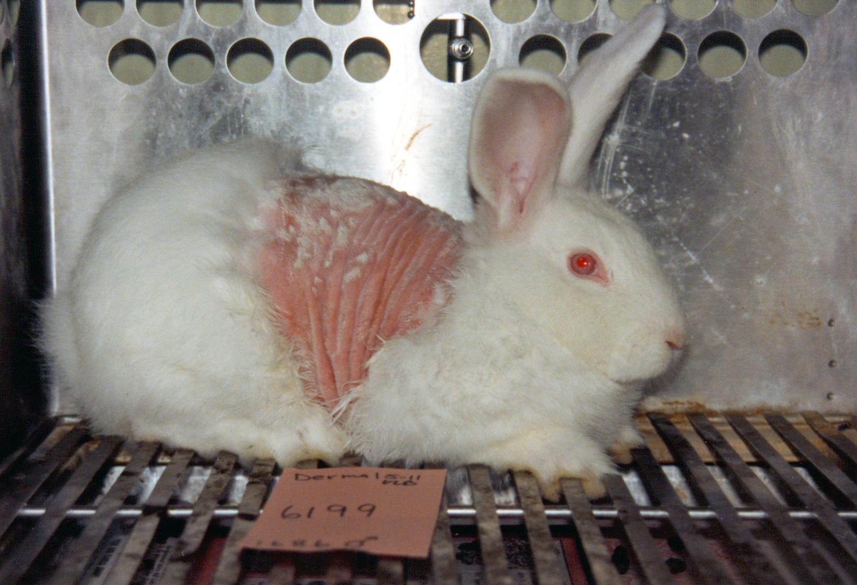 Titelstory pro Tierversuche im Profil: Offener Brief an die Chefredaktion
