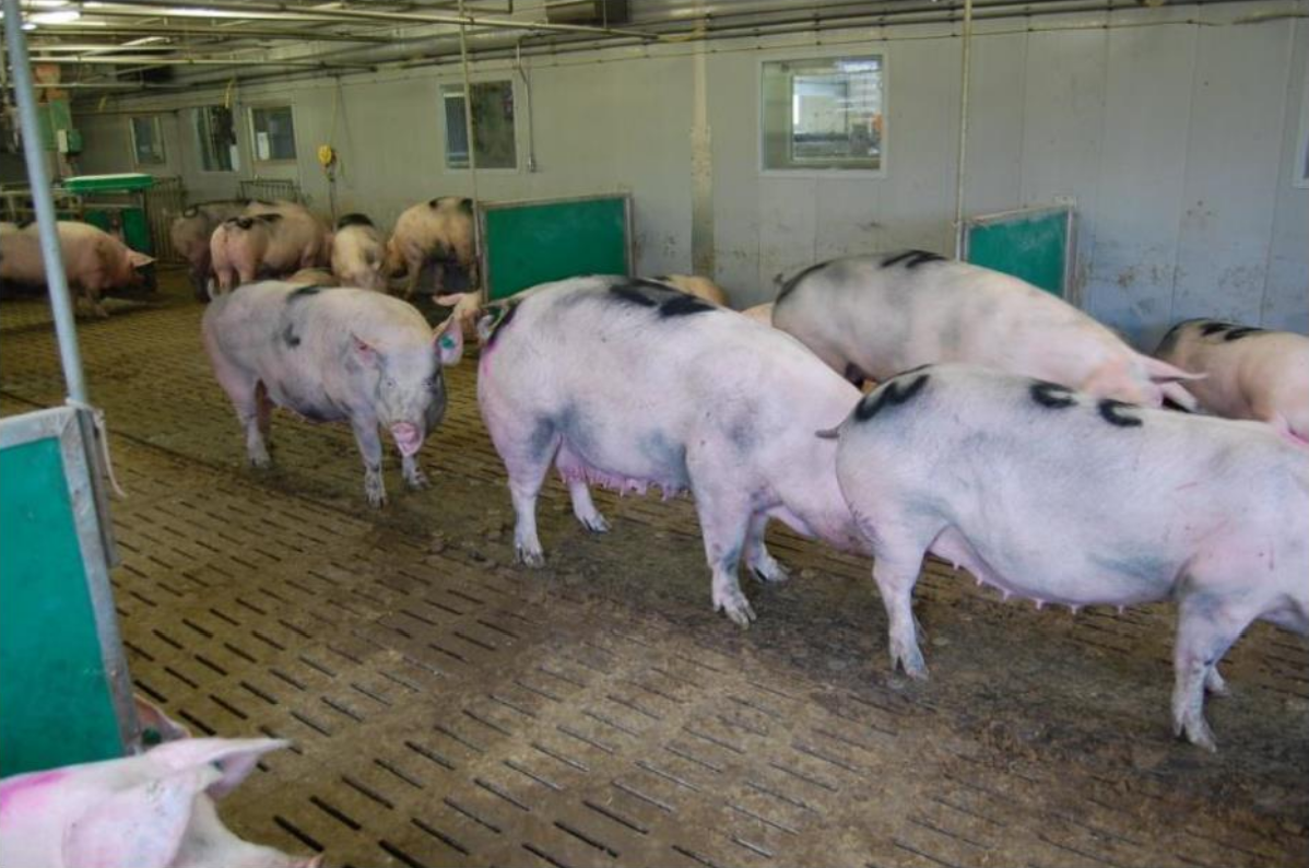 Laut FPÖ und Jungbauernschaft lieben Schweine Vollspaltenböden!