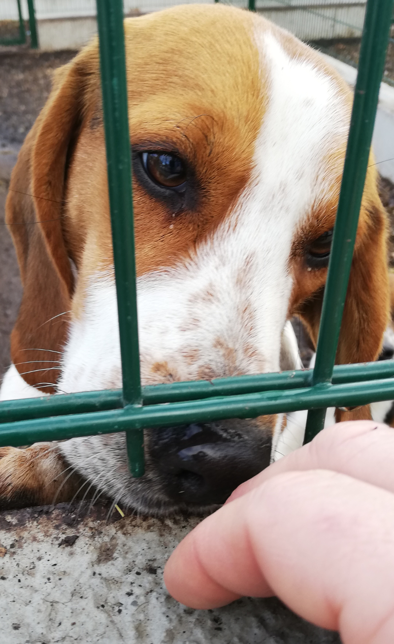 Veterinärmedizinische Tierversuche an Hunden in Österreich