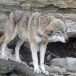 Osttiroler Bürgermeister will Wolf töten: offener Brief