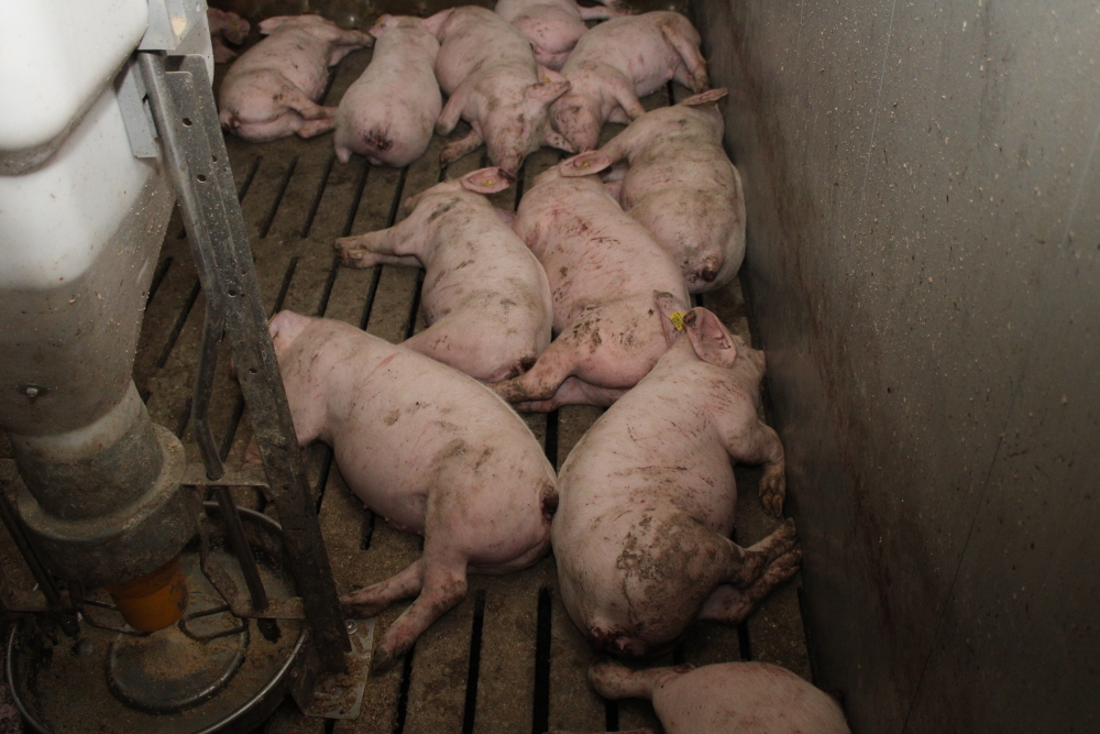 Schweine: die erschütternde Vollspalten-Realität hinter dem Stroh-Vorzeigestall