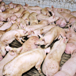 FPÖ beantragt Tierqualvertuschungsgesetz im Parlament