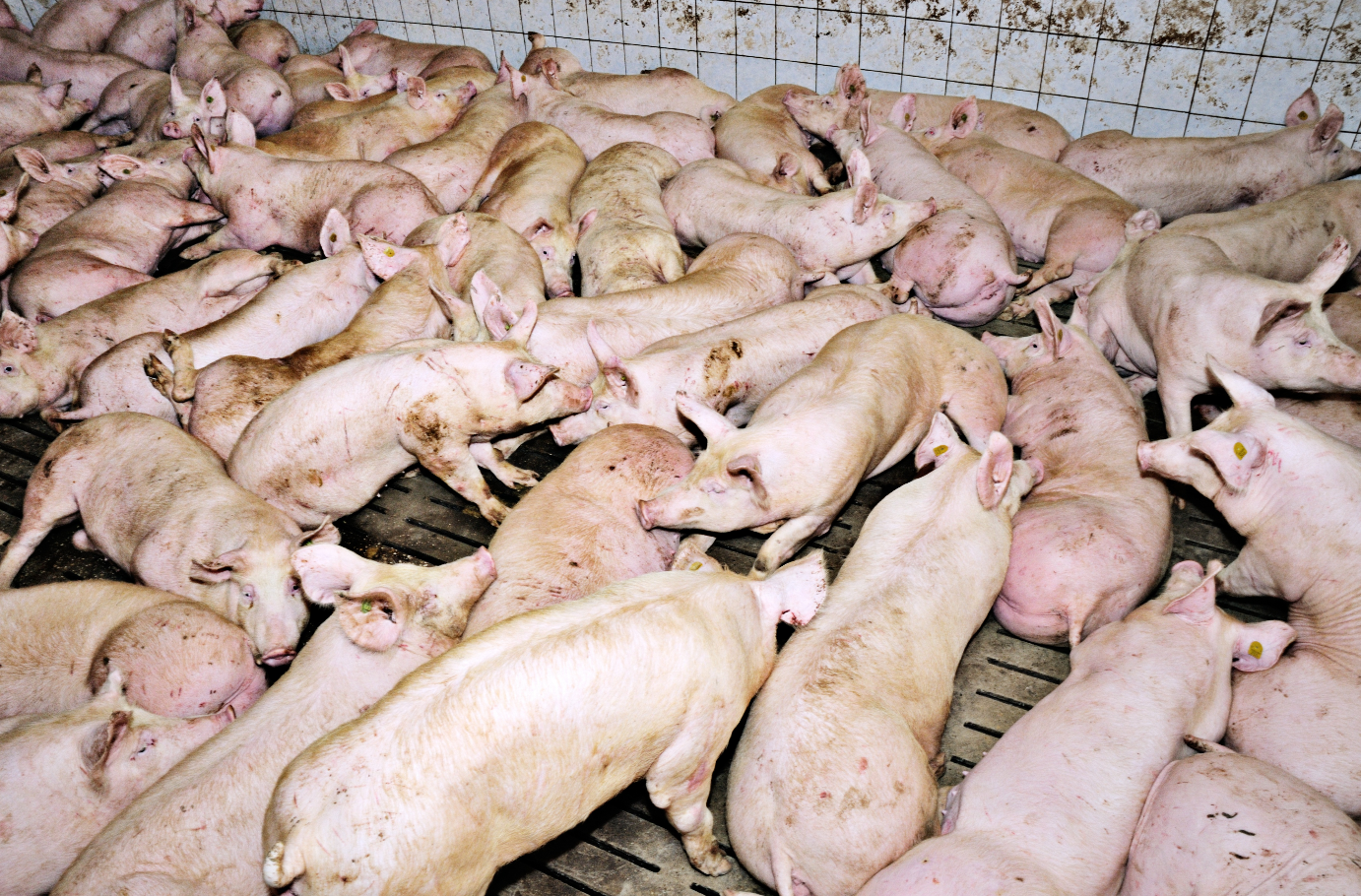 FPÖ beantragt Tierqualvertuschungsgesetz im Parlament