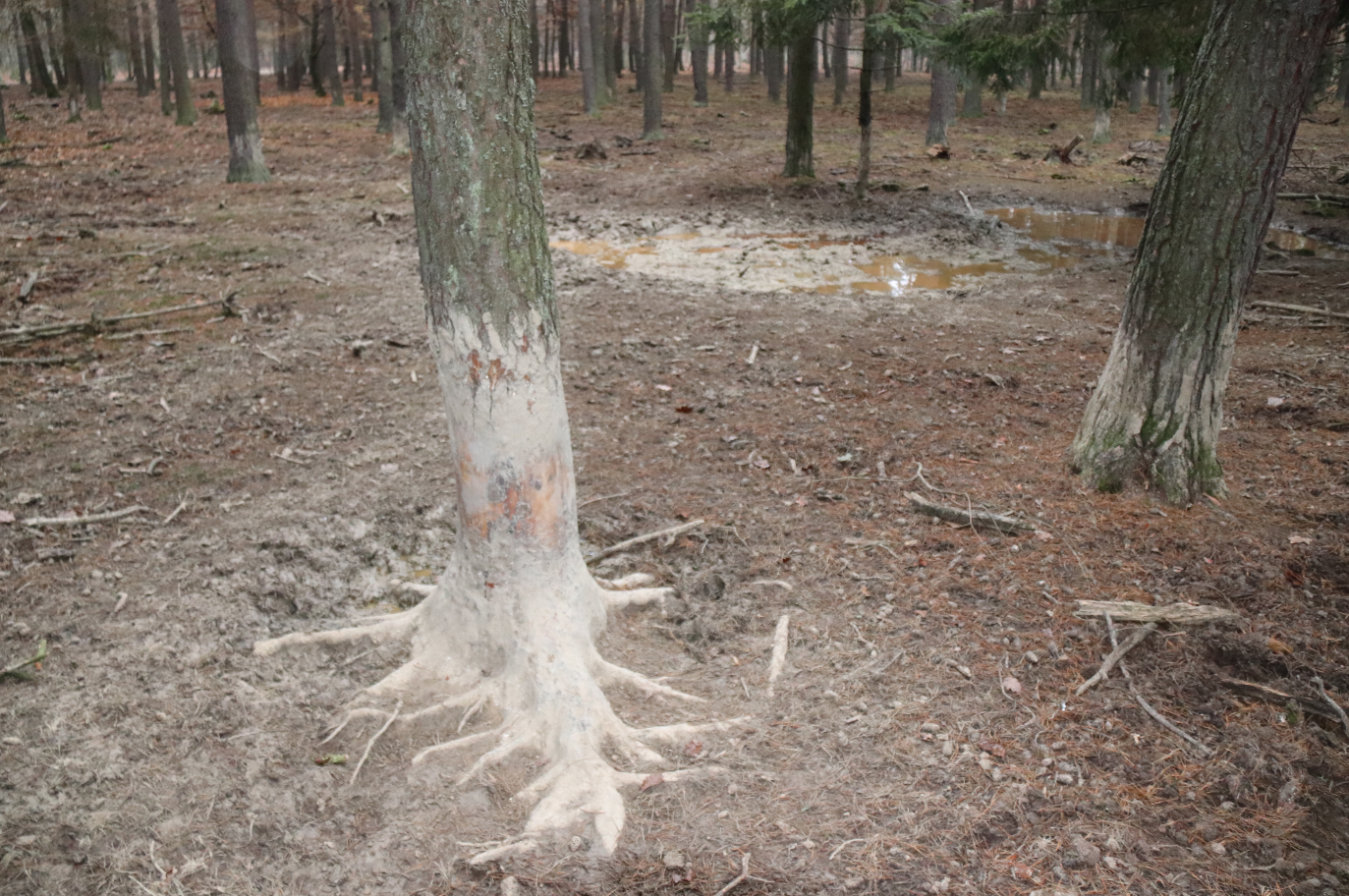 Anzeige gegen Mensdorff-Pouilly: Waldverwüstung im Jagdgatter