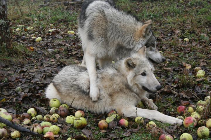 Ekelhafter Wolfshass in Deutscher Jagdzeitung