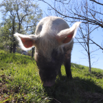 Schweine, vom Vollspaltenboden gerettet