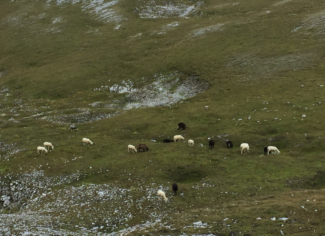 Anzeige gegen Schafaussetzen im Hochgebirge (genannt Almhaltung)