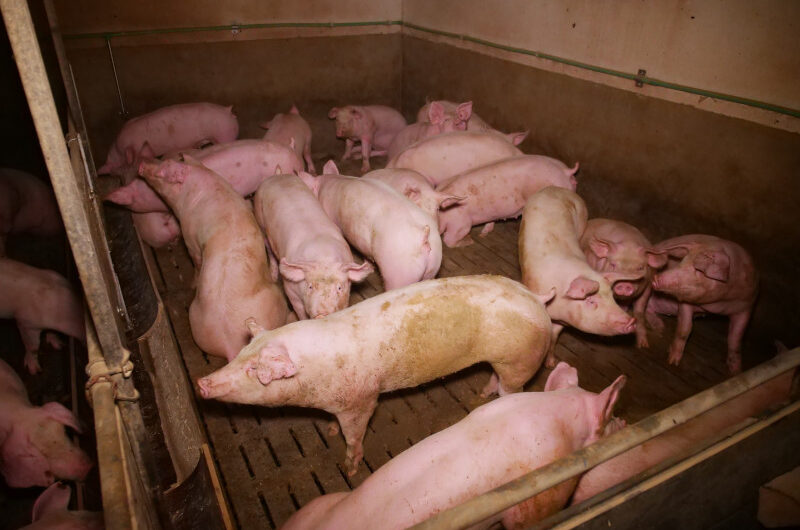 Anzeige gegen Vollspalten-Schweinefabrik: kein physisch angenehmer Liegebereich