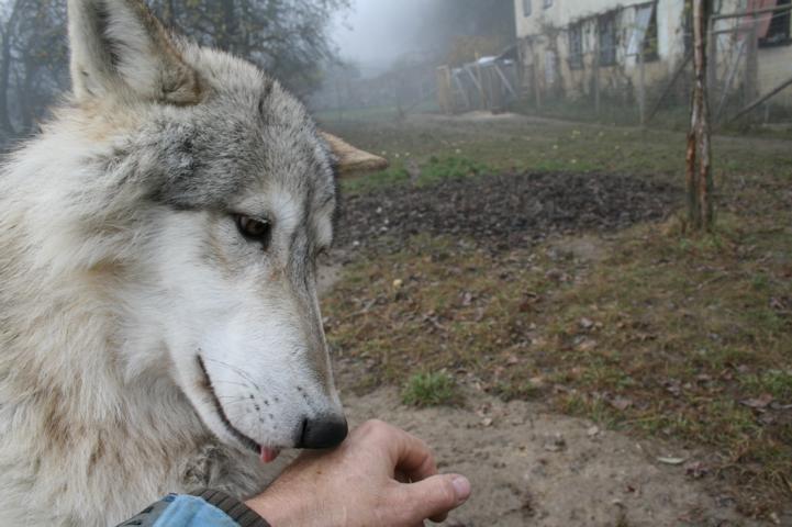 Beschwerde gegen die Wolfs-Ausrottungs Verordnung Kärnten