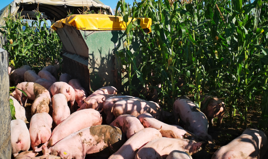 BOKU Forschungsprojekt: Rettung für Schweinebetrieb Hubmann?