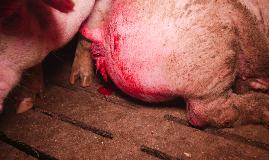 Anzeige gegen Schweinefabrik wegen fehlender physisch angenehmer Liegefläche